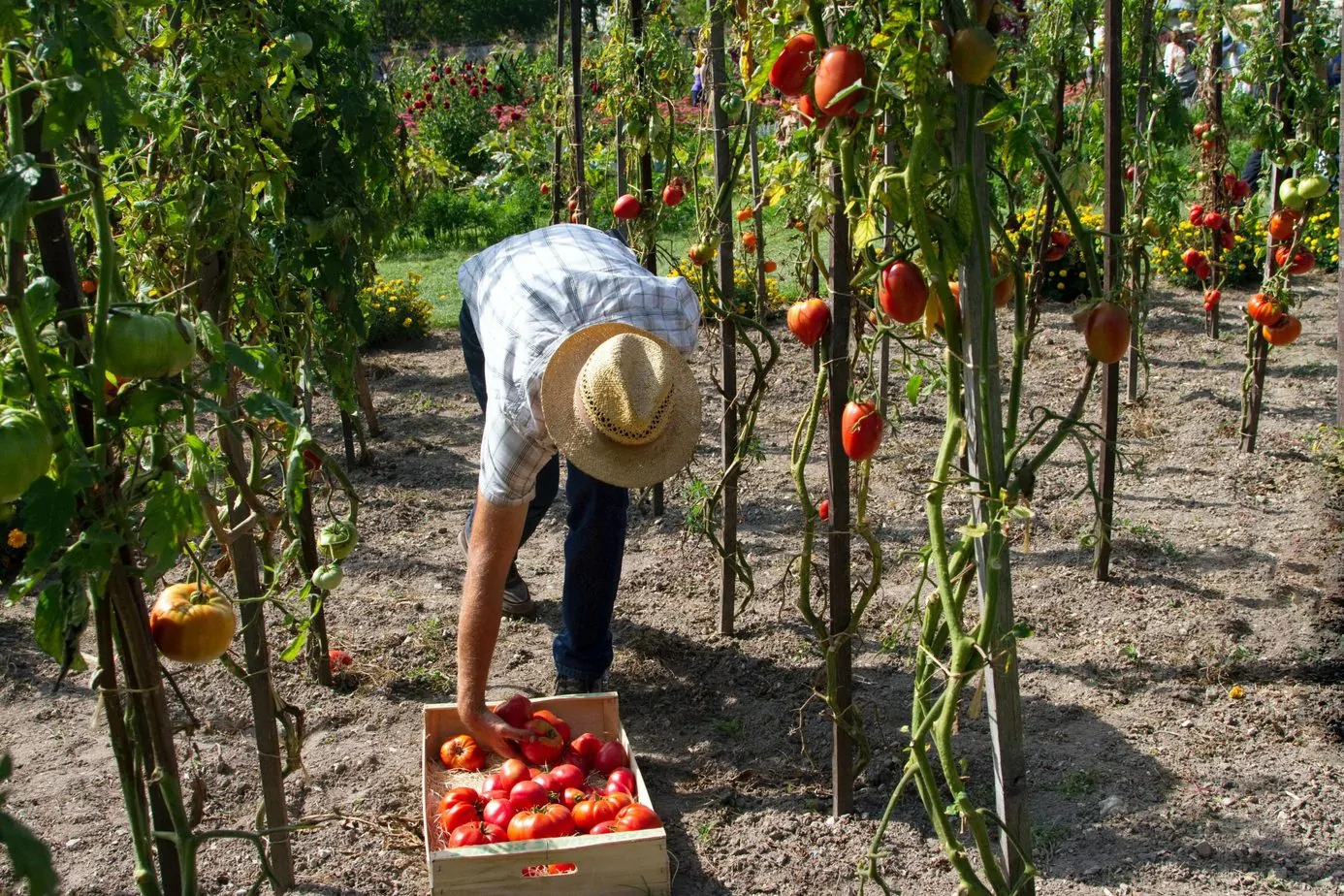 Fruit Picking Jobs in Canada 2023 | Canada Work Visa